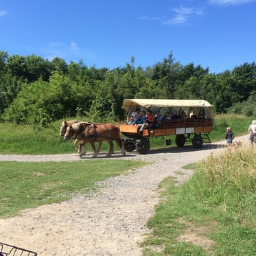 Pferdekutsche bei Kap Arkona